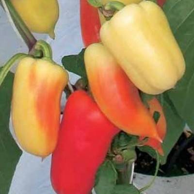 Pimienta Blanca Nieves