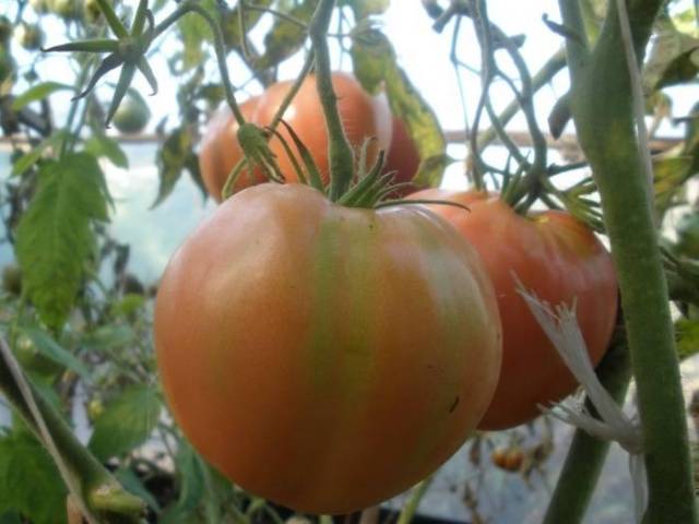 Tomate Alsou