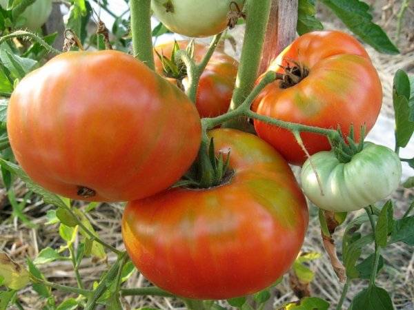 Tomato Bovine forehead