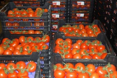 Gebündelte Tomaten für Gewächshäuser