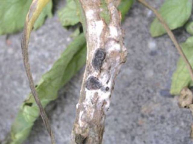 Gray rot