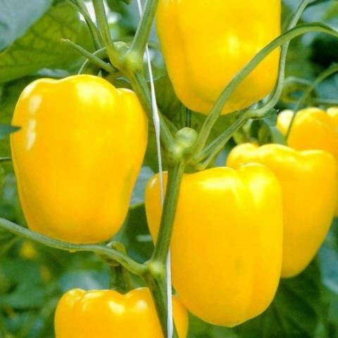 Amarillo gigante