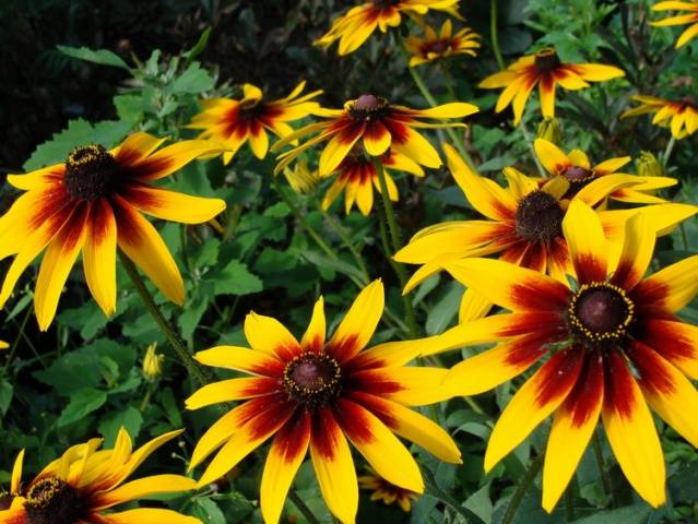Rudbeckia