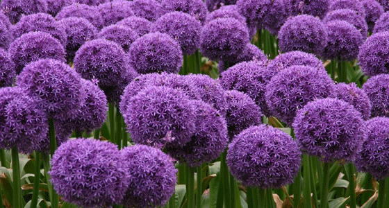 Cóctel de flores de mezcla baja perenne