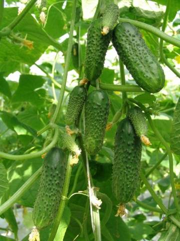 Variedad de maduración temprana Murashka F1