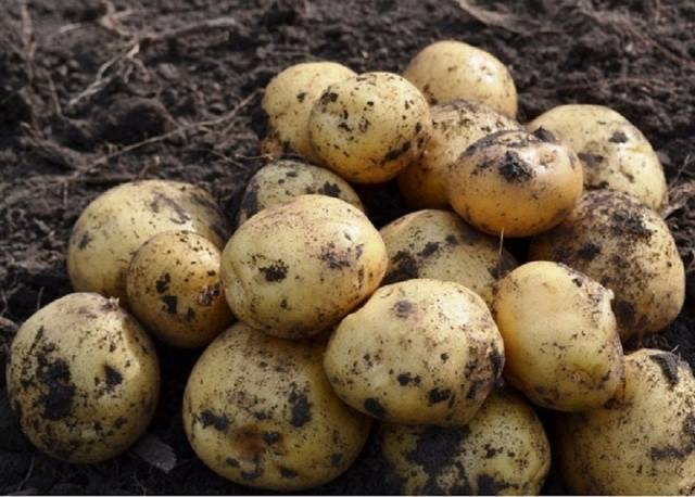 Riviera potatoes