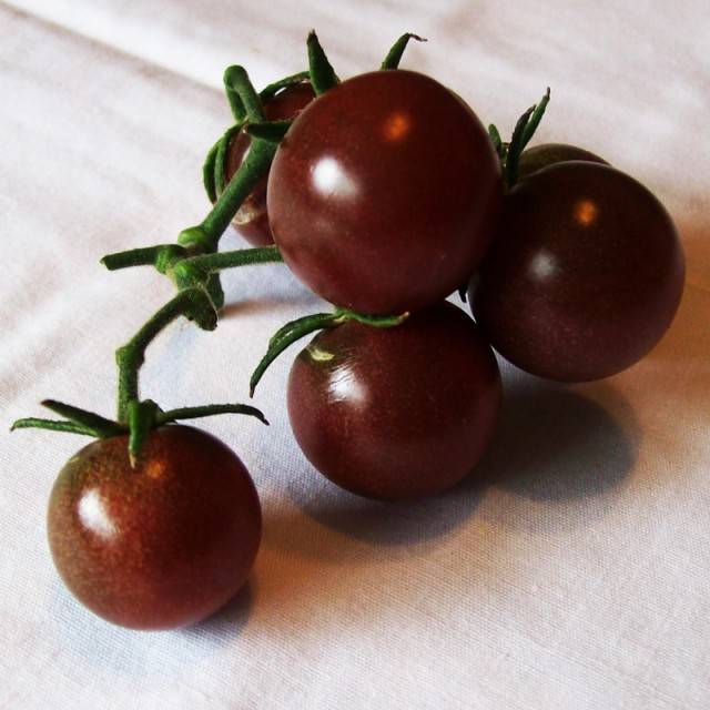 Černá třešeň