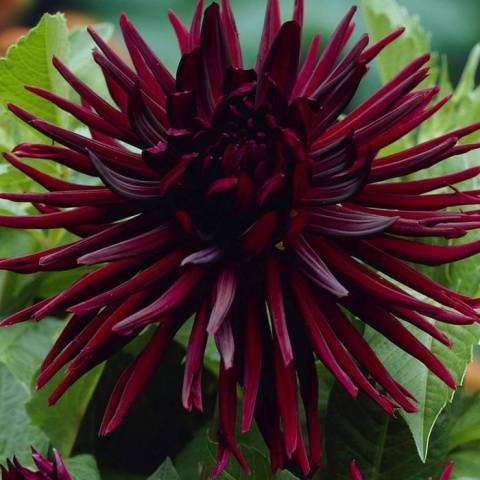 Dahlia kaktus