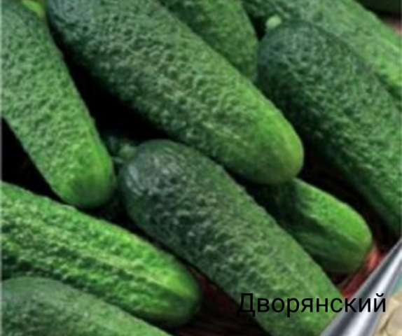 ευγενής