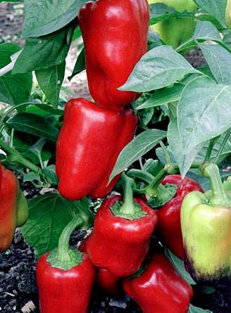 Isabella F1 Sweet Pepper Hybrid