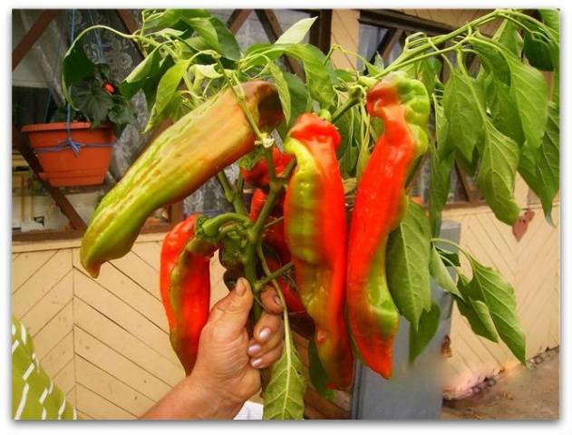 Híbrido de pimenta doce Kakadu F1