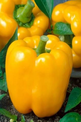 Orange Wonder F1