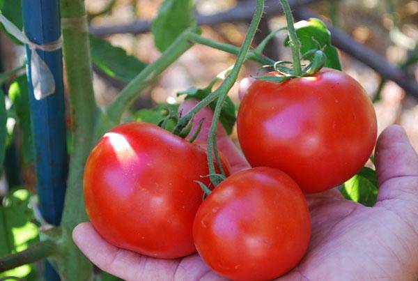 Caperucita Roja Tomate