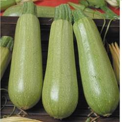 Scilli