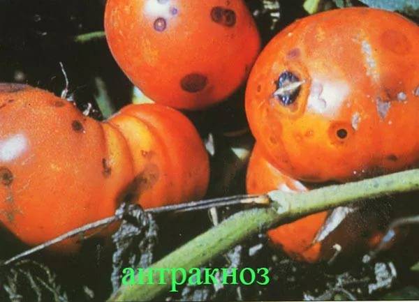 אנתרקנוזה