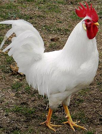 Livorno Huhn