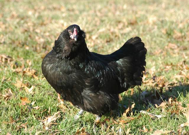 Csirkék Ameraucana