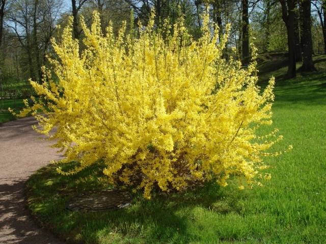 Forsythie