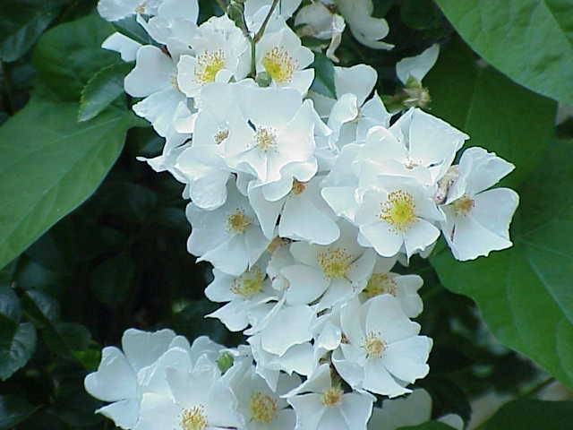 Rose Vihura