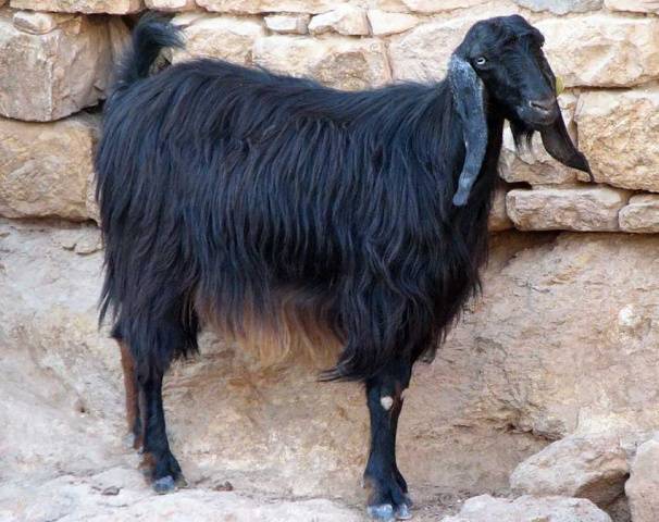 Raza vellosa negra