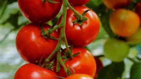 Tomaten Openwork