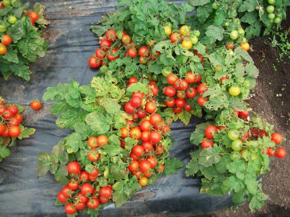 Tomate Snegirek