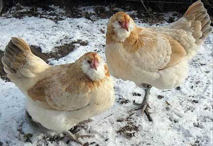 Csirkék Ameraucana