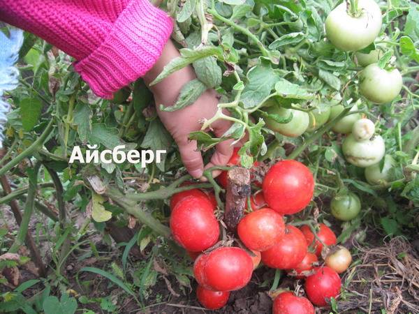 Tomaten-Eisberg