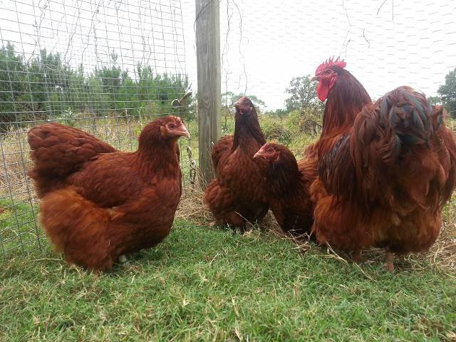 Rote Orpingtons