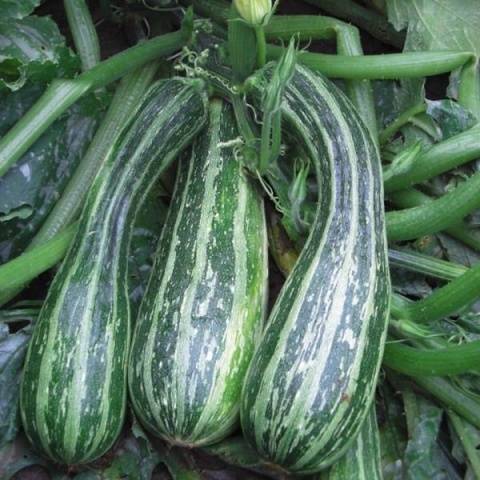 Cebra