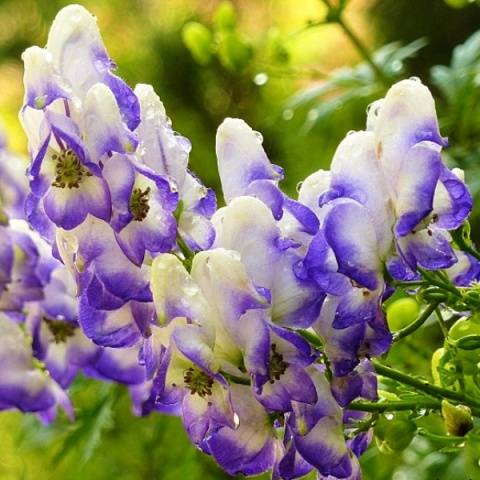 Bicolor