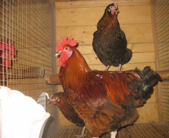 Doppelt umrissen