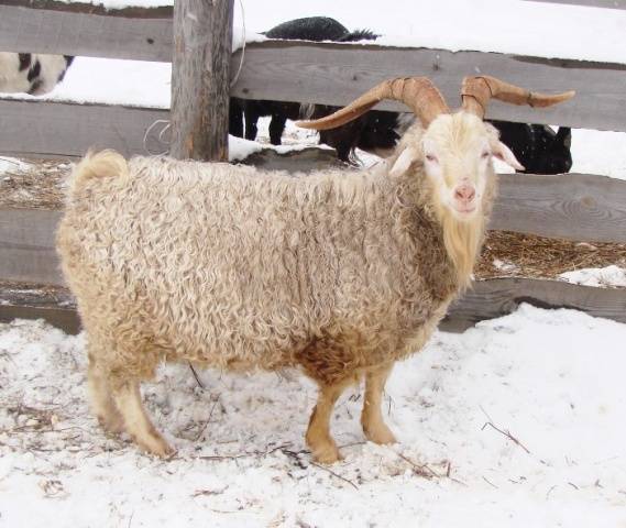 Cabras de angora