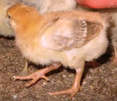 Aufgewachsenes Huhn Red Bro.