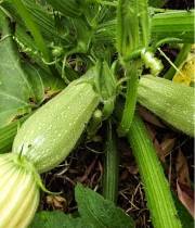 Scilli
