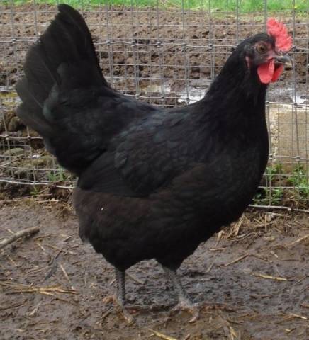 Jersey óriás