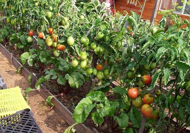 Sello de frutos grandes