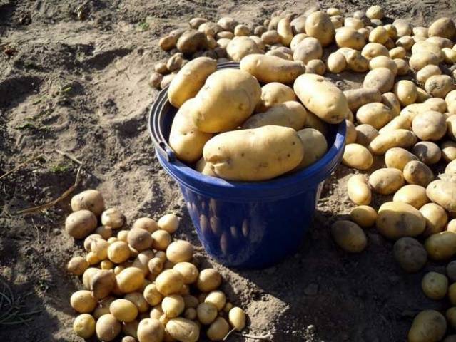 Најбоље сорте кромпира за зимовање