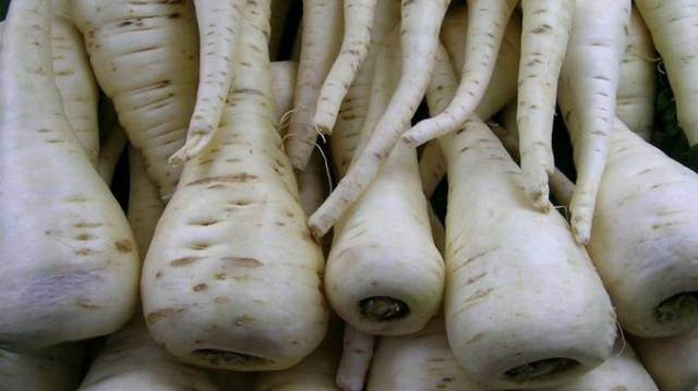 Belga blanco