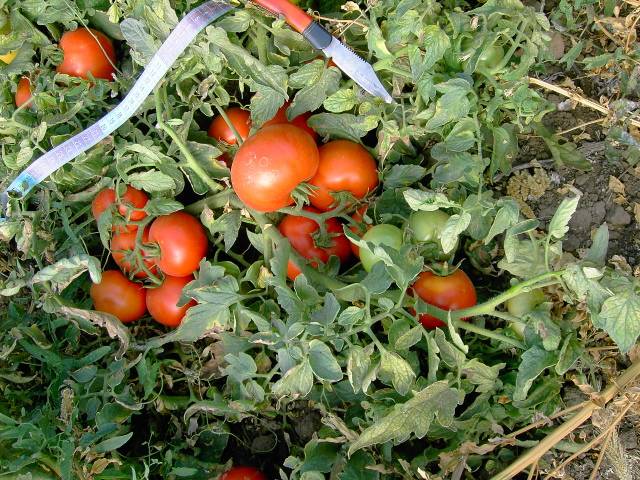 Variedad Polbig F1