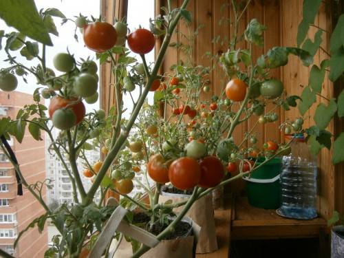Tomate de plántula en el balcón