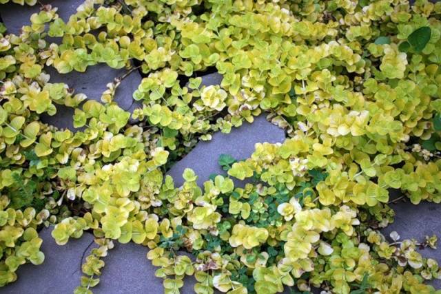 Menta solta