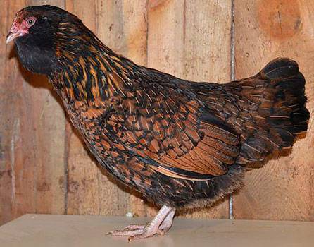 Ushanka Huhn