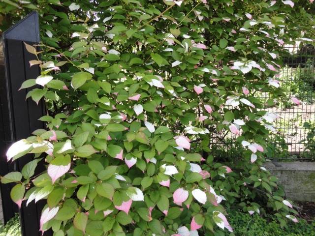 Actinidia