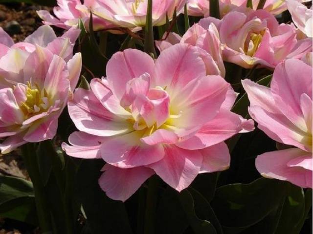 Tulipas