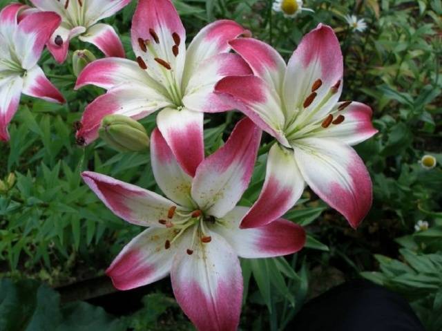 Lilies