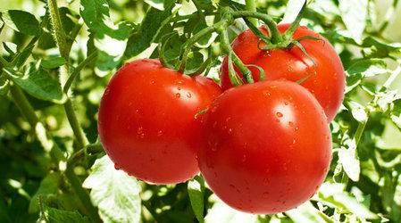 Tomato Riddle