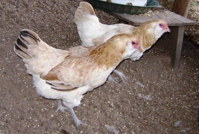 Csirkék Ameraucana