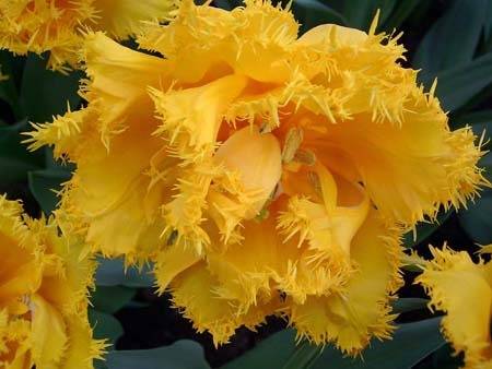 Tulip Mon Amour