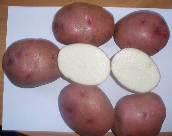 Lyubava